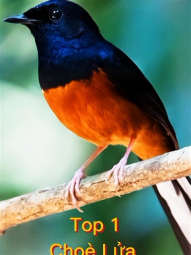 Top 3 Loài Chim Chích Chòe Phổ Biến Tại Việt Nam