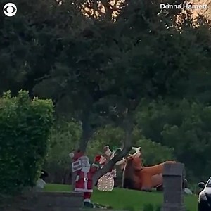 127K views · 2.6K reactions | Bear 1, Reindeer 0  | KHOU 11 News | Facebook