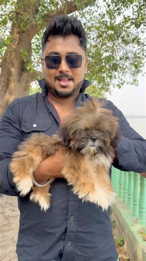 Lhasa Apso Puppy Sale in Serampore. #pets #dogbreed