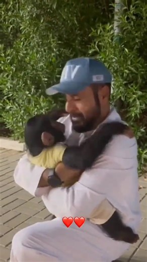 1.1K views · 56 reactions | Get ready to smile! These precious baby chimp moments are utterly irresistible. From playful antics to sweet cuddles, prepare to adore every single second of this little one's charm. | Pawsitive Pooch Love | Facebook