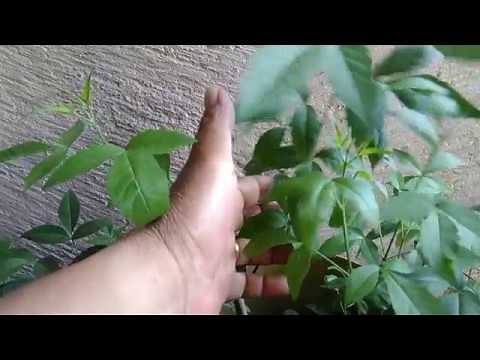 Lagundi (Vitex Negundo, Chaste Tree) Paano Kilalanin, Alagaan at Paramihin