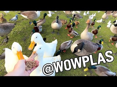 Watching My Ducklings Eat for the First Time