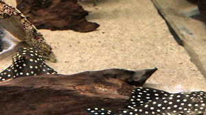 27 reactions · 3 comments | Snowball Plecs-Baryancistrus sp L142 We have just a few left of this much sought after Pleco. These have been with us a few months now so are well established. Price can be seen during this short video. Tel 01773 861255 | Wharf Aquatics | Facebook