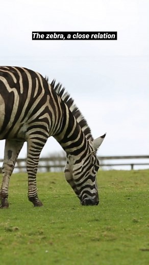 It is #InternationalZebraDay Fota Wildlife Park is home to some Grant's Zebra. The Grant’s Zebra is the most abundant and widespread of all six of the plains zebra subspecies, but has still seen its numbers in the wild dwindle because of ongoing conflicts in and around its native habitats. | Fota Wildlife Park