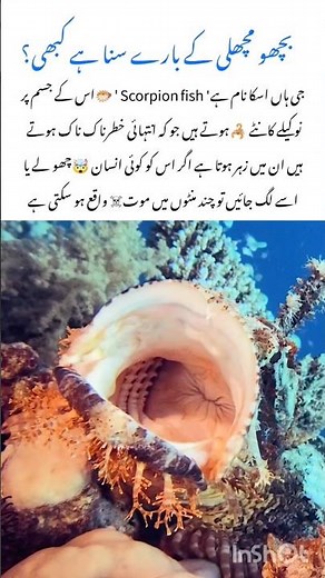 Meet The scorpion Fish 🦂🐬 #scorpionfish #naturefacts #wildlife #nature #shorts