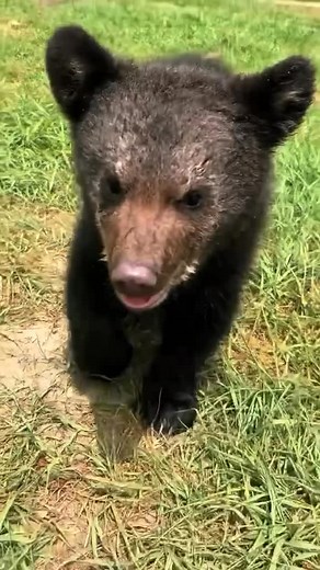Safari | Wildlife | Animals on Instagram: "Baby bear attack! 🧡🐻 🎥 @safarisammie"