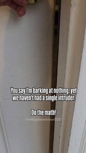 7.3K views · 188 reactions | This is Willow's house and she works her little tail off to ensure everyone is safe from the delivery people, Amazon and the neighbors! This is her house! #chiweenie #smalldog #seniordog #cutedog #funnydogvideo | Finn the Golden Retriever 2020 | Facebook