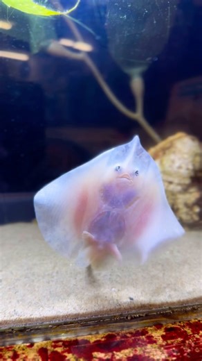 Pretty sure this Gilmore Girls theme is just on loop in our California skate’s (Raja inornata) head during their day-to-day. It just makes sense. 💙 Check out their countershading, or expert camouflage, in this video! The top of their body blends in perfectly with the sand and the bottom of their body is light, so it blends in with the sky coming through the ocean surface. No matter which way you look at them, from up-top or below, they are hidden! #californiaskate #countershading #healthebayaqu