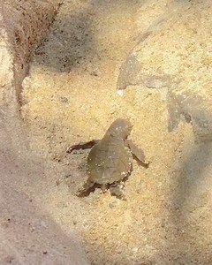 409K views · 5.2K reactions | These guys came together to help a baby turtle find its way to the sea safely  | Lessons Learned In Life | Facebook