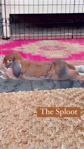 Sincerely, Cinnabun on TikTok