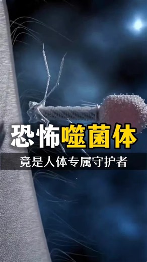 恐怖的噬菌体 必然是人体的守护者#噬菌体是什么 #噬菌体