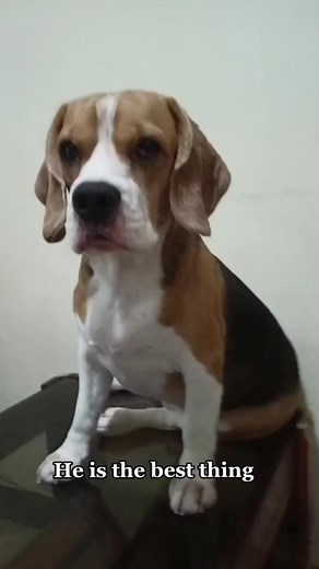 4.5K views · 132 reactions | Best Ever 殺 #beagle #beagledog #beaglepuppy #beaglelover #beaglemom #dog #dogs #reels #reelsfb #fbreels | Baileys The Beagle | Facebook