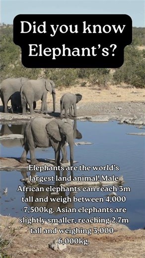 lets all learn about Cool Elephant #facts #factwide #animals
