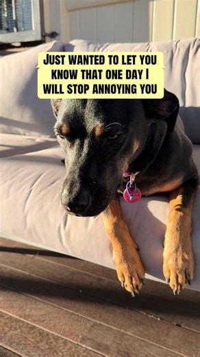 Notes from my dog #dogsoftiktok #annoying #fyp