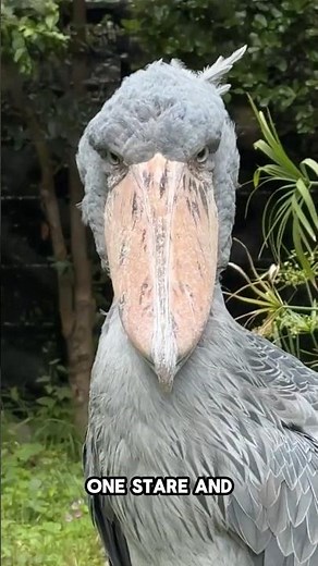 Silent Predator: Shoebill’s Death Stare