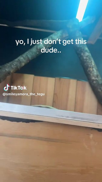 Understanding the Asian Water Monitor: Care and Insights