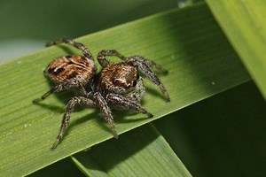 Evarcha arcuata - Alchetron, The Free Social Encyclopedia