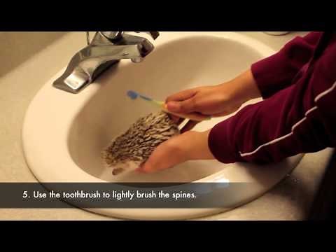 How To/How I Bathe My Hedgehog