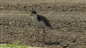 Masked Lapwing Plover Bird Walking Along Gravel Driveway. Maffra, Gippsland, Victoria, Australia. Daytime Panning Shot