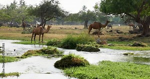 dhofar region, dhofar, camel food, camels, camel, wadi oman, oman tourism, omani, salalah region, spring, adventure, tropical, waterfall landscape, waterfalls, waterfall, outdoor, middle east, scenery