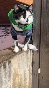 Follow for more cat content. Jack Spicer uses his kitty cat vision to scope out what is going on in the neighborhood. #cat #catlife #cats | Aaron Apps