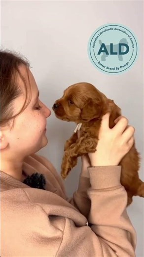 Just a cute video with an Australian Labradoodle puppy 🐶💛#cutepuppy #doodlepuppy #breeder #puppy