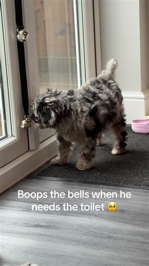 Cavapoo Tricks: Teaching Toby New Skills