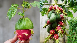 879K views · 2.6K reactions | Shocked with the way to grow cucumbers in plastic bottles – Even more creative with papaya & dragon fruit! | H&H Gardening Secrets | Facebook