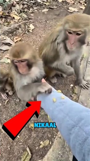 Smart Monkey Gang Robs Man 😂🐒 #actingchallenge #monkey