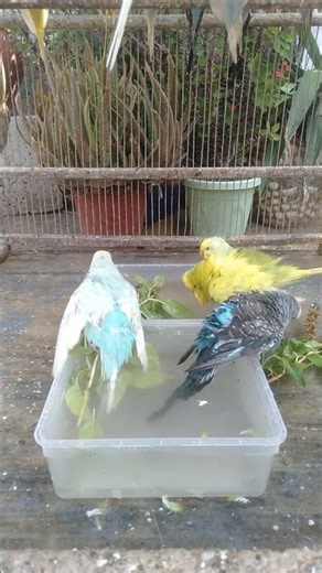 This Amazon bird toy is SO COOL#birds#parrot #birdslover #budgis #lovebirds #budgiegar #cute #health