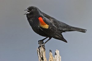 Red-Winged Blackbirds Are Attacking People in Chicago
