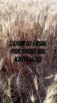 gehun ki fasal paksh Hoti Hai viral short video