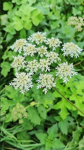 Common Hogweed, Heracleum sphondylium #garden #nature #plants