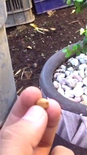 How to germinate golden shower #cassiafistula #goldenshower