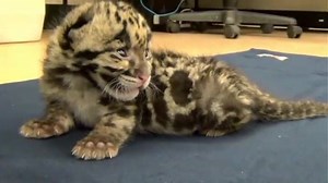 3.8M views · 52K reactions | BABY LEOPARD UPDATE: The endangered clouded leopard cub born earlier this month at Tampa's Lowry Park Zoo is now two weeks old and crawling. His eyes are completely open now too. As the video shows, he also has become very vocal, particularly around feeding time. | Tampa Bay 28 - WFTS | Facebook