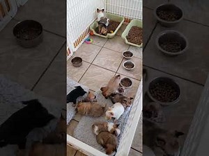 Available Chihuahua puppies