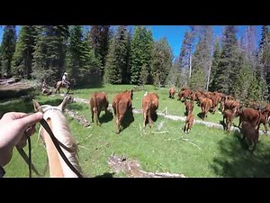 Moving Cows through a Meadow (Mounted Whip Action!)
