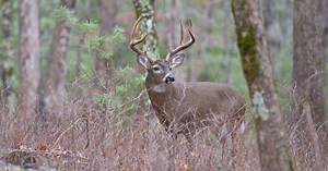 Premium Hunting Memberships in the Black River Basin