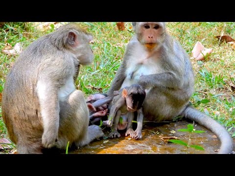 Baby Jiva Gets Comforted by Monkey Piper and Her Loving Baby