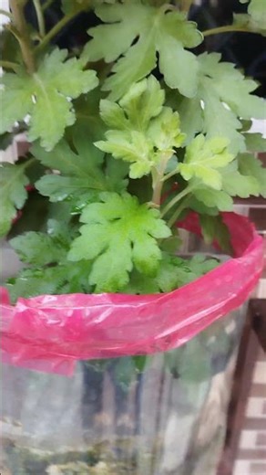 DIY Plastic container for plants #garden #foryou #gardening # fun with plant# planter stand