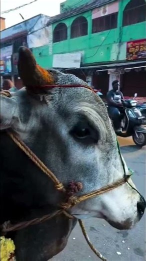 🔱pls subscribe 🙏🏻🔔👍🏻❤️