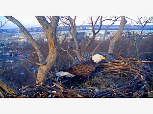 DC Eagle Cam 2018: First Egg Laid By Liberty And Justice