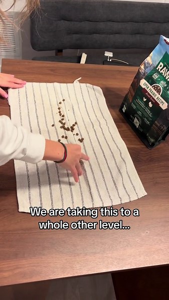 Boost Your Dog’s Brain A DIY Game Every Pup Will Love!