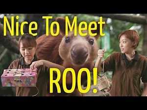 Potato Box: Nice To Meet Roo!