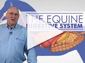 [Video] The Horse's Digestive System