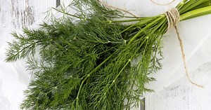 Jedni ho milujú, iní nenávidia. Kôpor má veľa BENEFITOV, prekvapí vás, na čo funguje