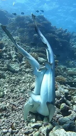 Kumpulan Video Ikan Hiu: Hewan Laut yang Menakjubkan