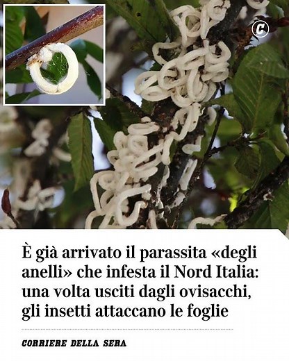 Il parassita “degli anelli” che infesta il Nord Italia: gli insetti attaccano le foglie