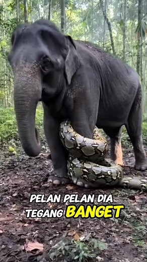 Gajah pun di sikat sama python #reels #fyp #viral #ularpiton #gajah | Xay Moiz | Facebook