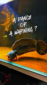 When a predator dances, it’s never just a dance. 🌑🐍 My Channa Barca moves like he’s floating— smooth, elegant, almost hypnotic… but look closer. That “dance” is flare in disguise. A calm rhythm mixed with raw dominance. Every sway, every turn, every slow strike of the fin is a message: “This tank is mine.” Beauty and threat, perfectly blended. ⚡️🖤 #reels #trending #channa #channabarca #travel Follow for more cinematic predator energy. 🎥🐍 | Elquatic Id